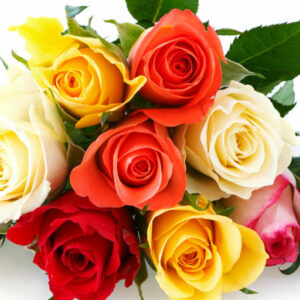 Rosas C/u