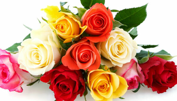 Rosas C/u
