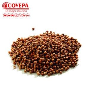 Semilla Cilantro Rey (100gr)