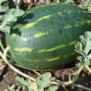 Semilla Sandia Antonia (100gr)