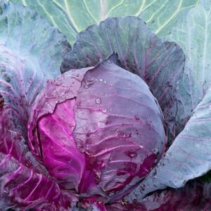 Semilla Repollo Morado Red Acre (100gr)